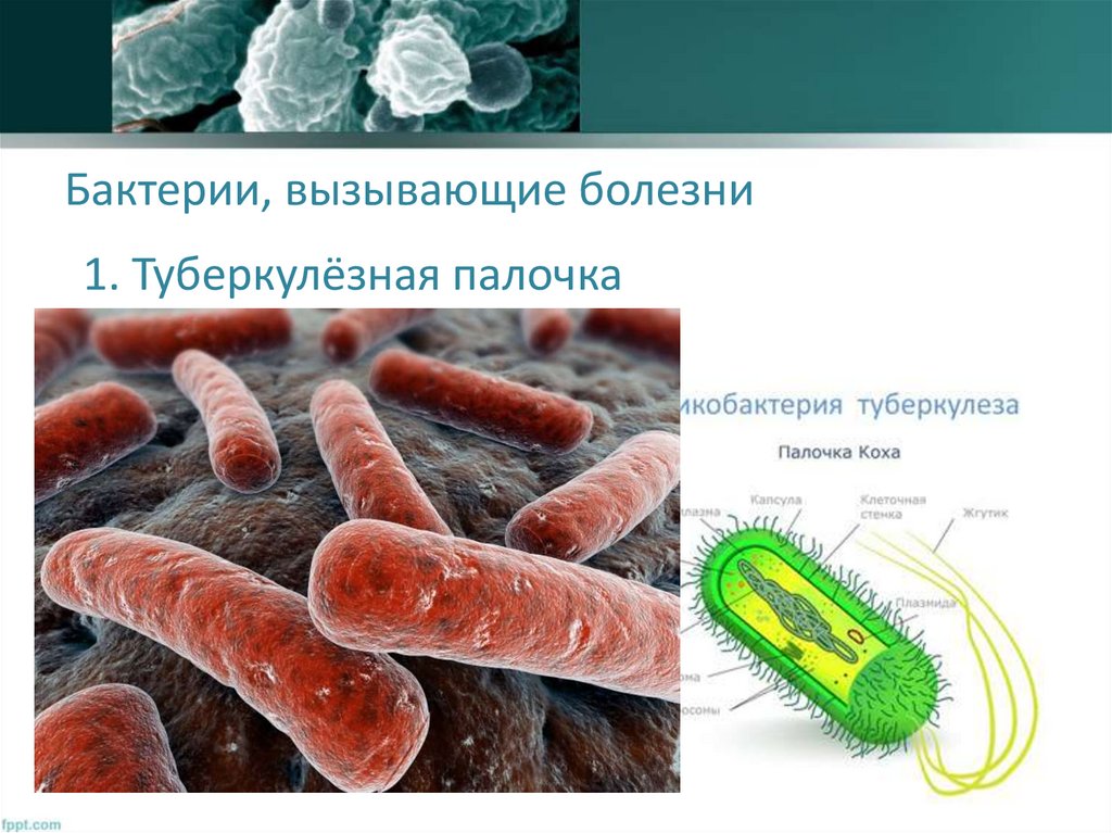 Свойства бактерий