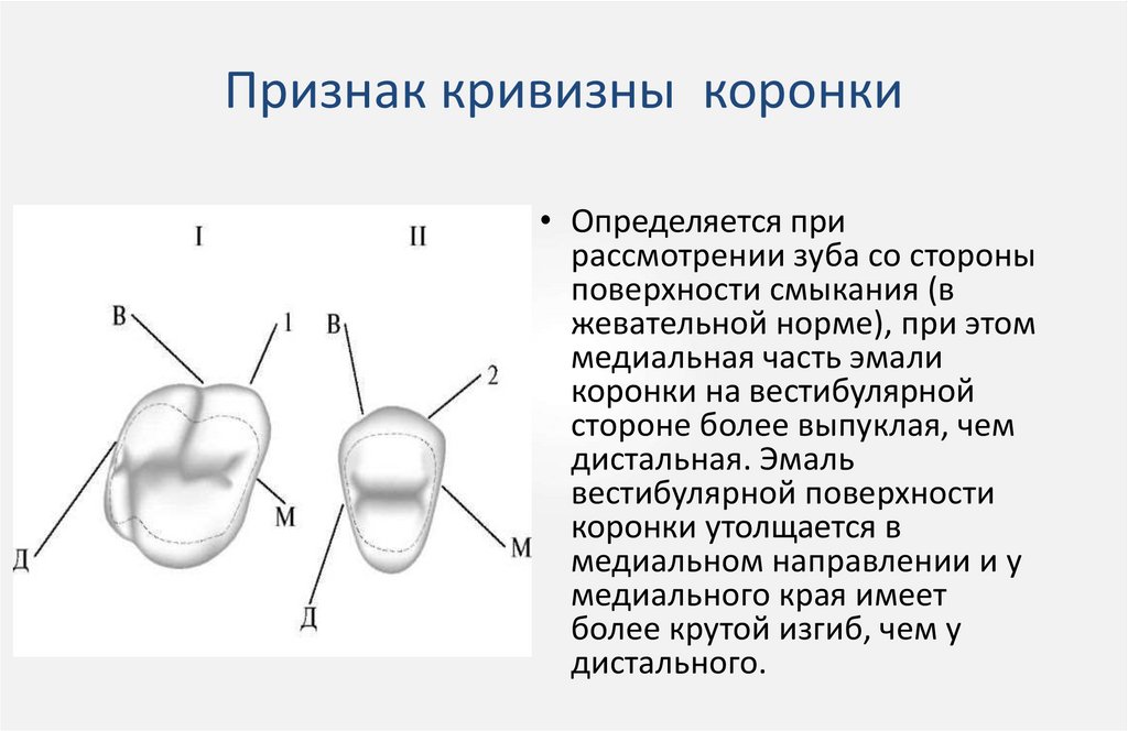 Признаки корня. Признак кривизны эмали коронки. Признаки кривизны зуба. Признак кривизны коронки зуба. Жевательная функция зубочелюстной системы.