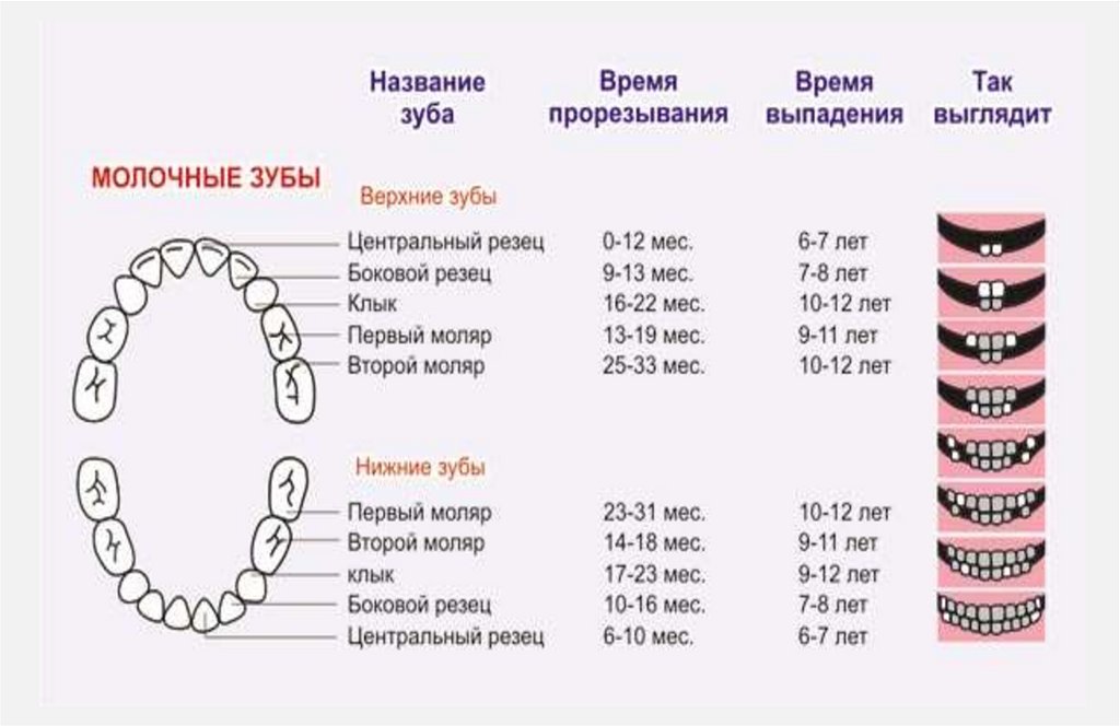 Молочные зубы у детей схема прорезывания и возраст