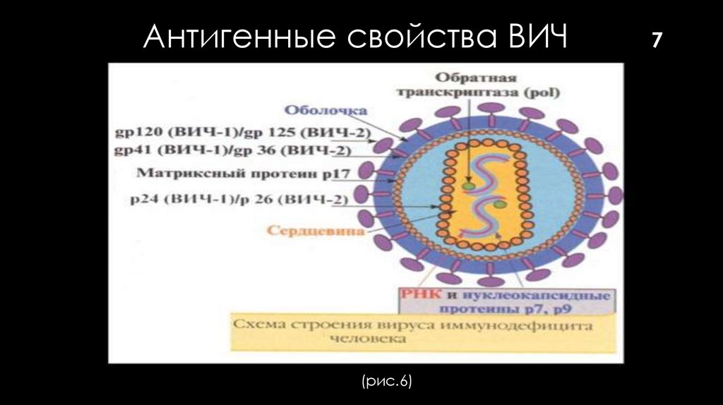 ВИЧ - инфекции - презентация онлайн