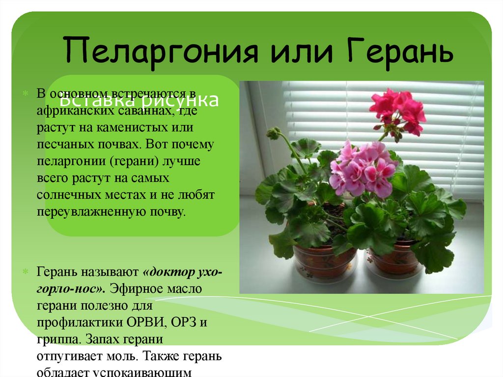 Пеларгония состав. Герань комнатное растение описание. Комнатные цветы герань, бегония,.