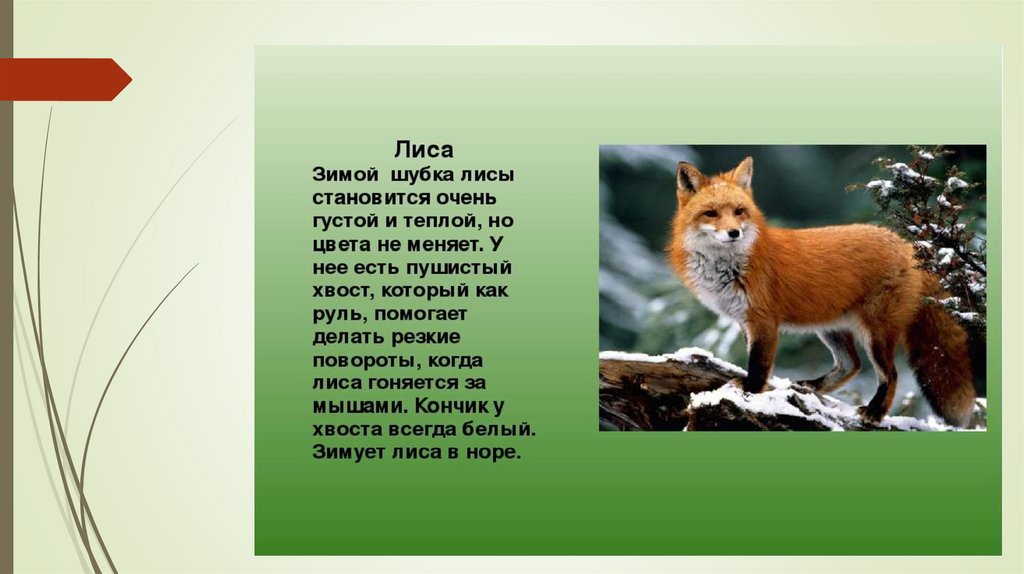 Какие дикие животные обитают в твоем регионе. Животные Татарстана. Лисы занесенные в красную книгу. Животные красной книги красная лиса. Лиса занесена в красную книгу.