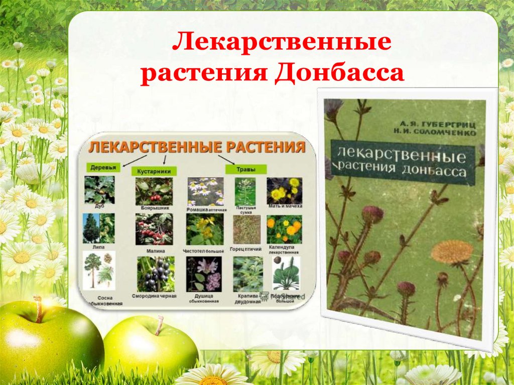 Лекарственные растения Донбасса - презентация онлайн