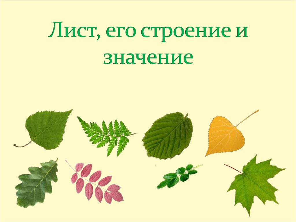 Класс листьев. Лист для презентации. Лист его строение и значение презентация. Лист презентация 7 класс. Лист его строение и значение тяжёлый лист.