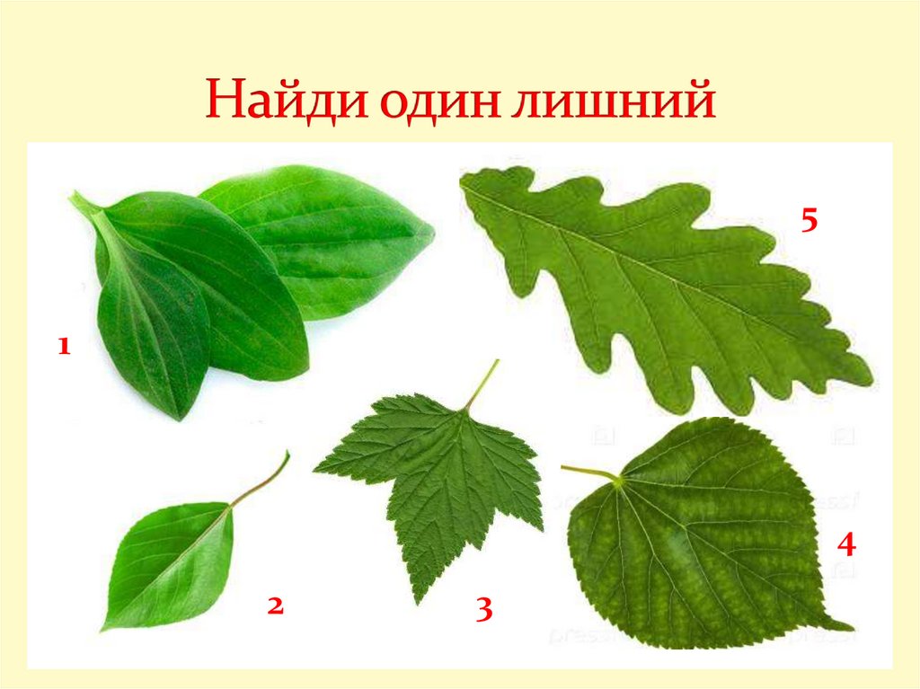 6 листьев. Лист внешнее строение листа. Строение листа без подписей. Внешнее строение листа без подписей. Листы для наружных.