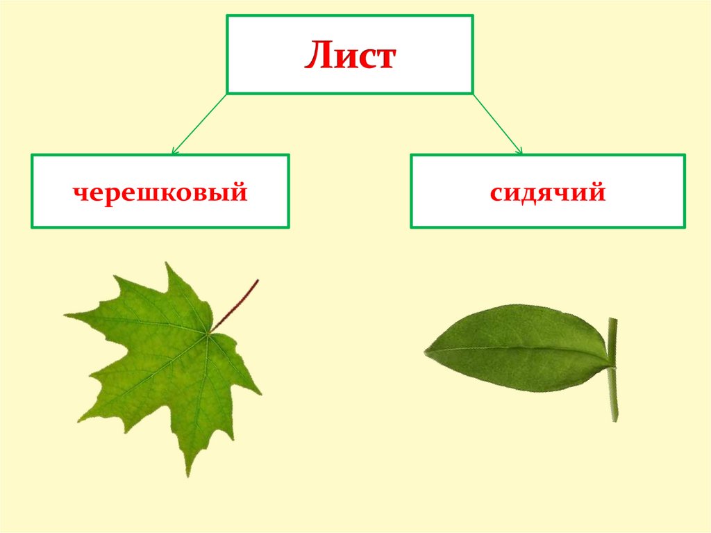 Строение сидячих листьев. Черешковые и сидячие листья. Черешковый или сидячий лист. Типы листьев черешковые и сидячие. Строение черешкового листа.