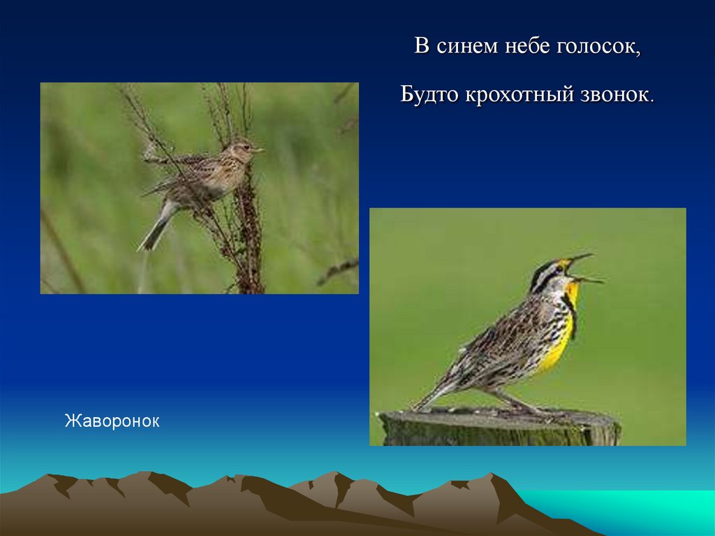 Голосок. В синем небе голосок. В синем небе голосок будто крохотный звонок. Загадка про жаворонка в синем небе. Жаворонок звонкий.