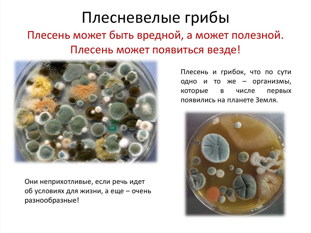 Презентация плесневые грибы 7 класс биология. Плесневелые грибы. Строение плесневелых грибов. Плесневелые грибы на руке. Плесневелый гриб для почвы.