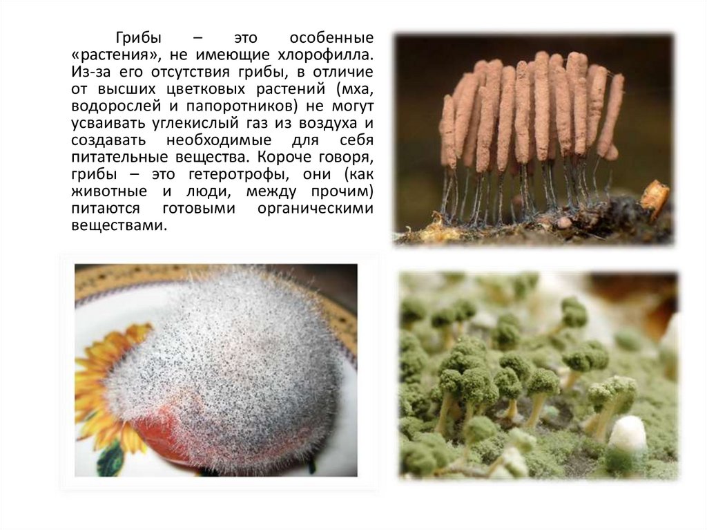 Плесневелые грибы - презентация онлайн