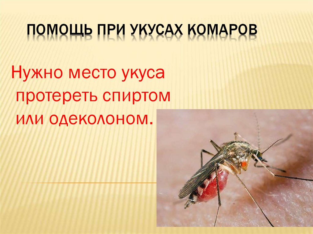 Сколько живут комары обыкновенные