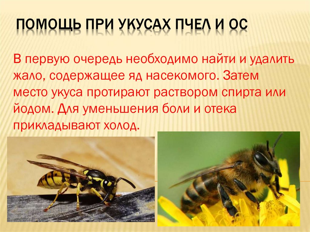 Укусы ос что делать. Жалящие насекомые. Первая помощь при укасами псед. Первая помощь при ужалении пчелой.
