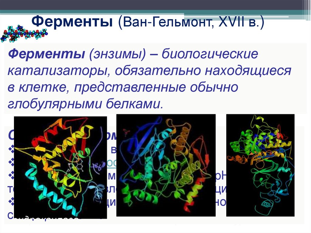 Последовательность белков ферментов. Белки ферменты. Ван Гельмонт ферменты. Белки ферменты примеры. Железосерные белки функции.