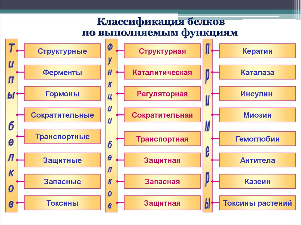 Выполняют функциональные. Классификация белков по биологическим функциям. Классификация белков по их биологическим функциям с примерами. Белки классификация белков функции белков. Классификация белков по функциям таблица.