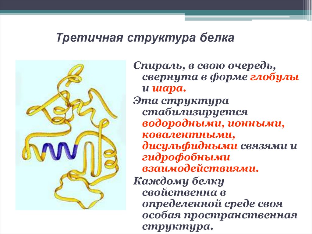 Третичная структура белка. Третичная структура белка стабилизируетс. Третичная структура белка функции. Третичная структура белка структура белка. Третичная структура глобула.