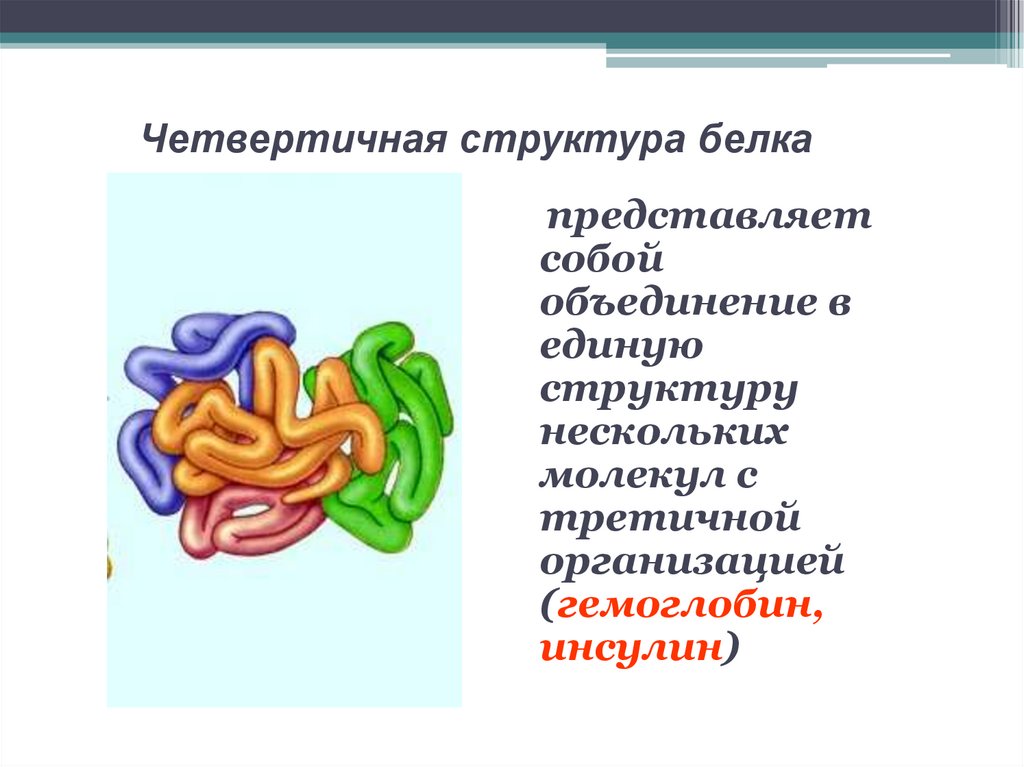 Органические функции белков