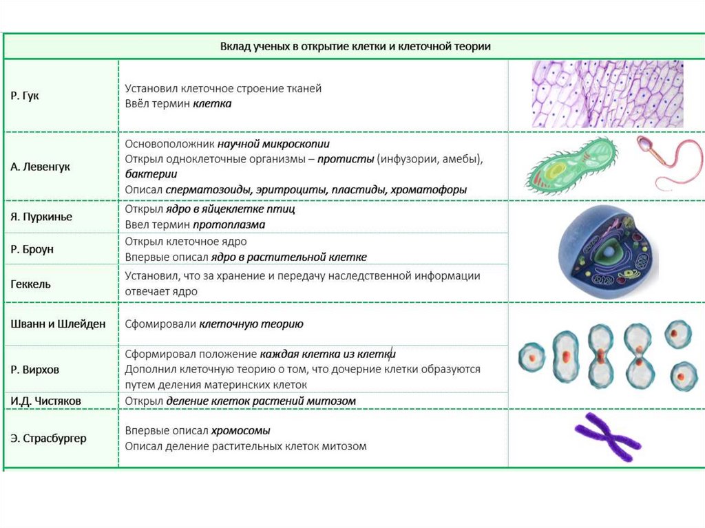 Клеточная теория 9 класс биология