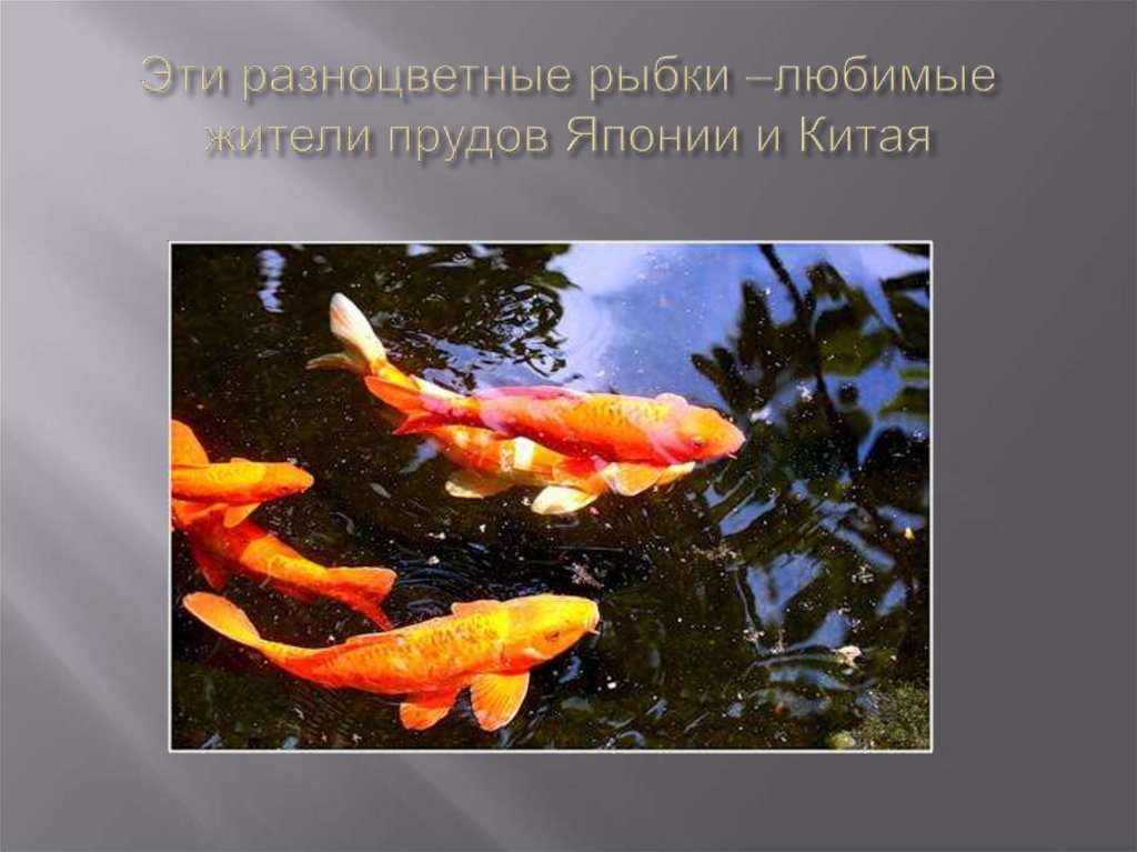 Эти разноцветные рыбки –любимые жители прудов Японии и Китая