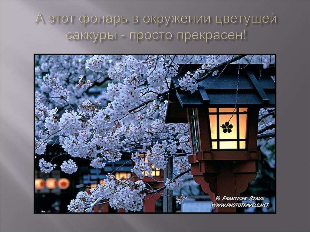 А этот фонарь в окружении цветущей саккуры - просто прекрасен!