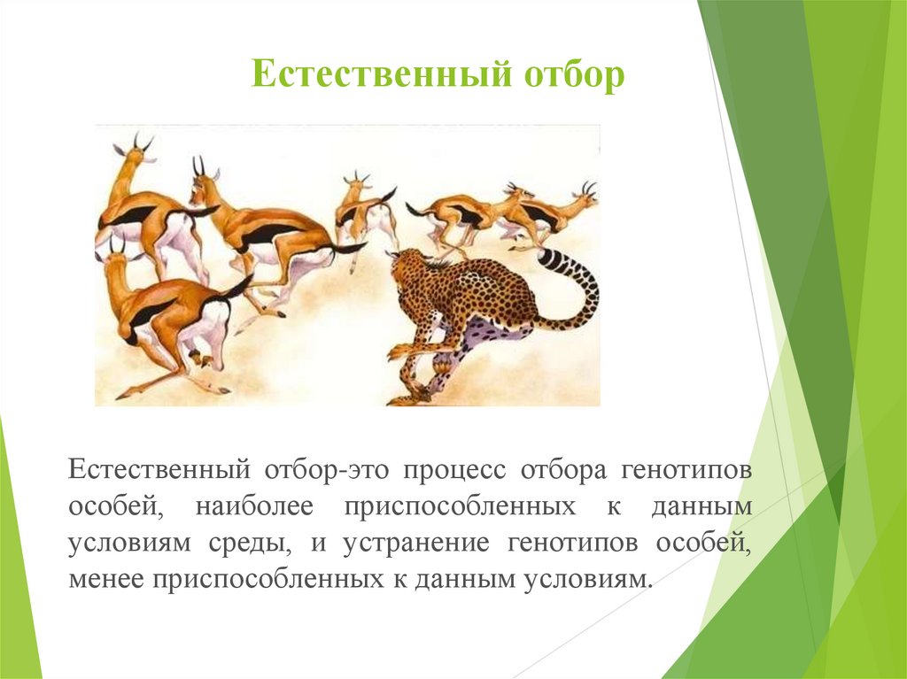 Проект естественный отбор