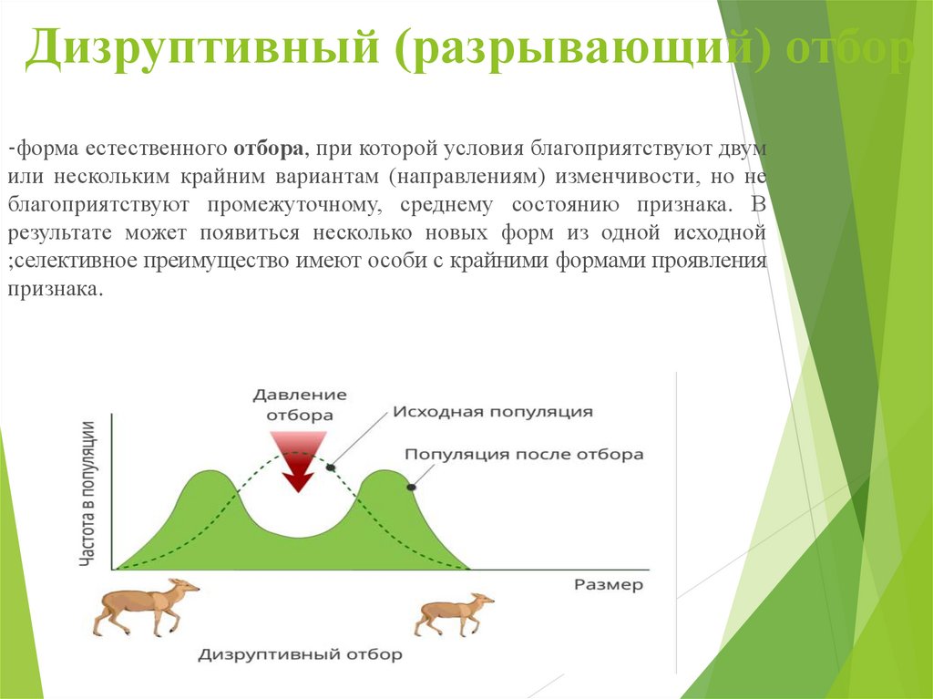 Процесс естественного отбора