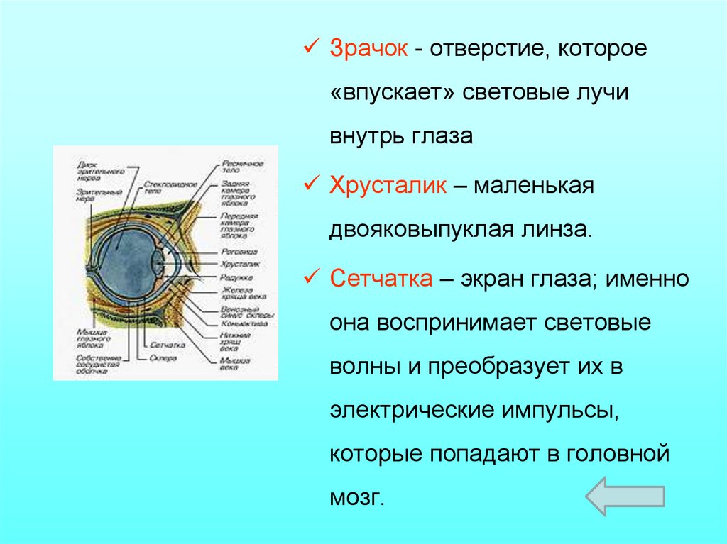 Презентация свойства глаза