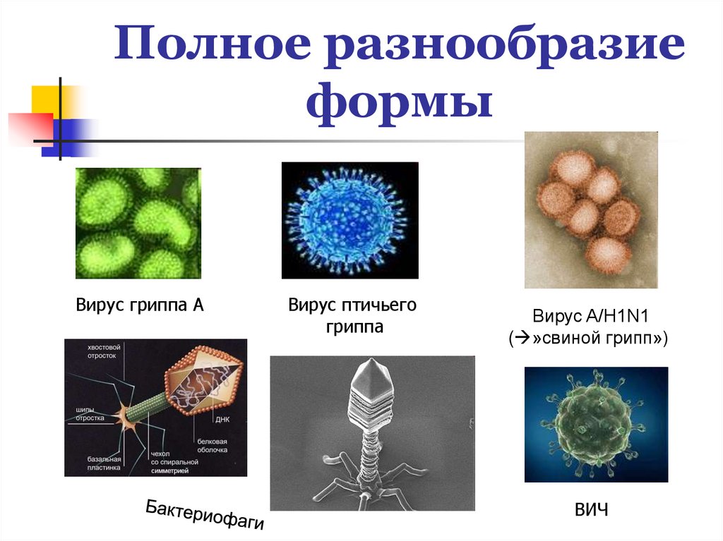 Вирусы названия 5 класс. Формы вирусов. Разнообразие вирусов. Вирус разнообразие вирусов. Формы вирусов биология.