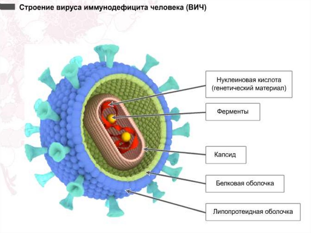 Картинки строение вируса