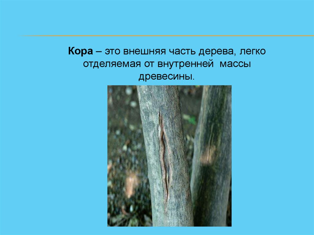Расположение между корой и древесиной