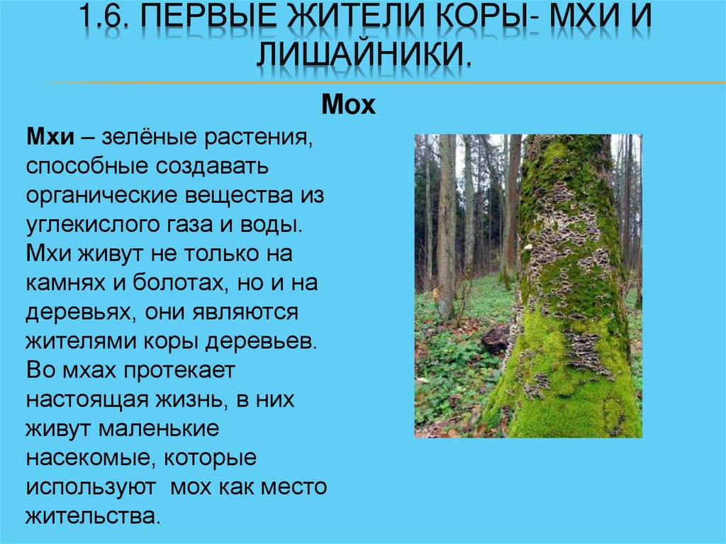 1.6. Первые жители коры- мхи и лишайники.