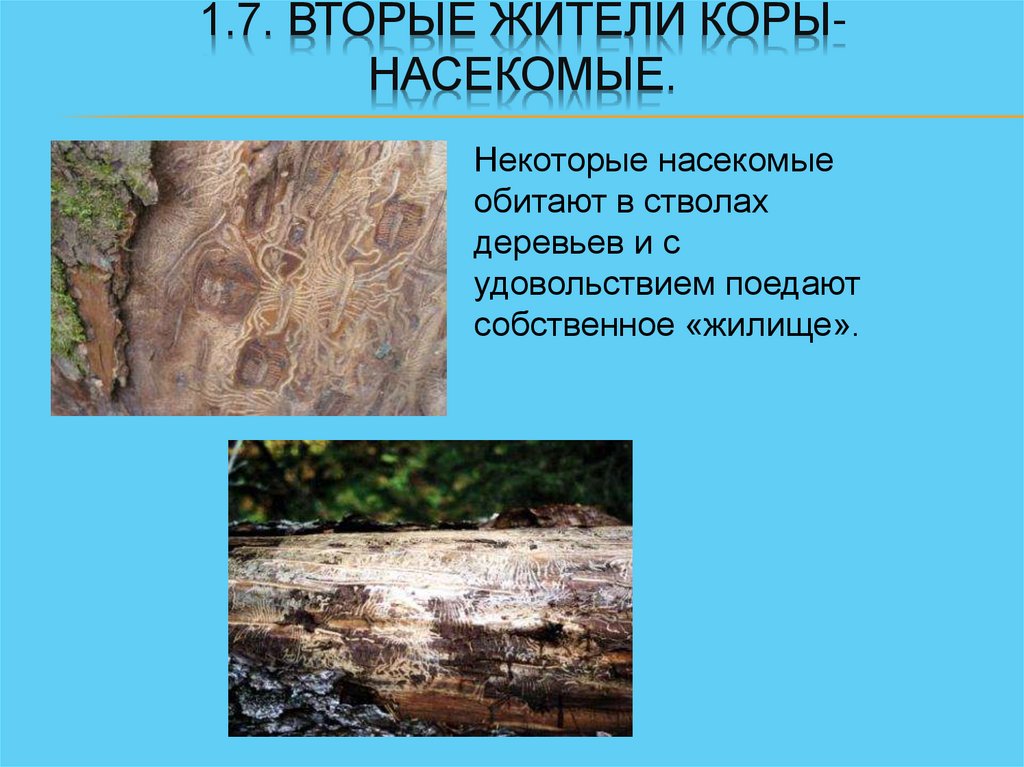 Жизнь в коре деревьев - презентация онлайн