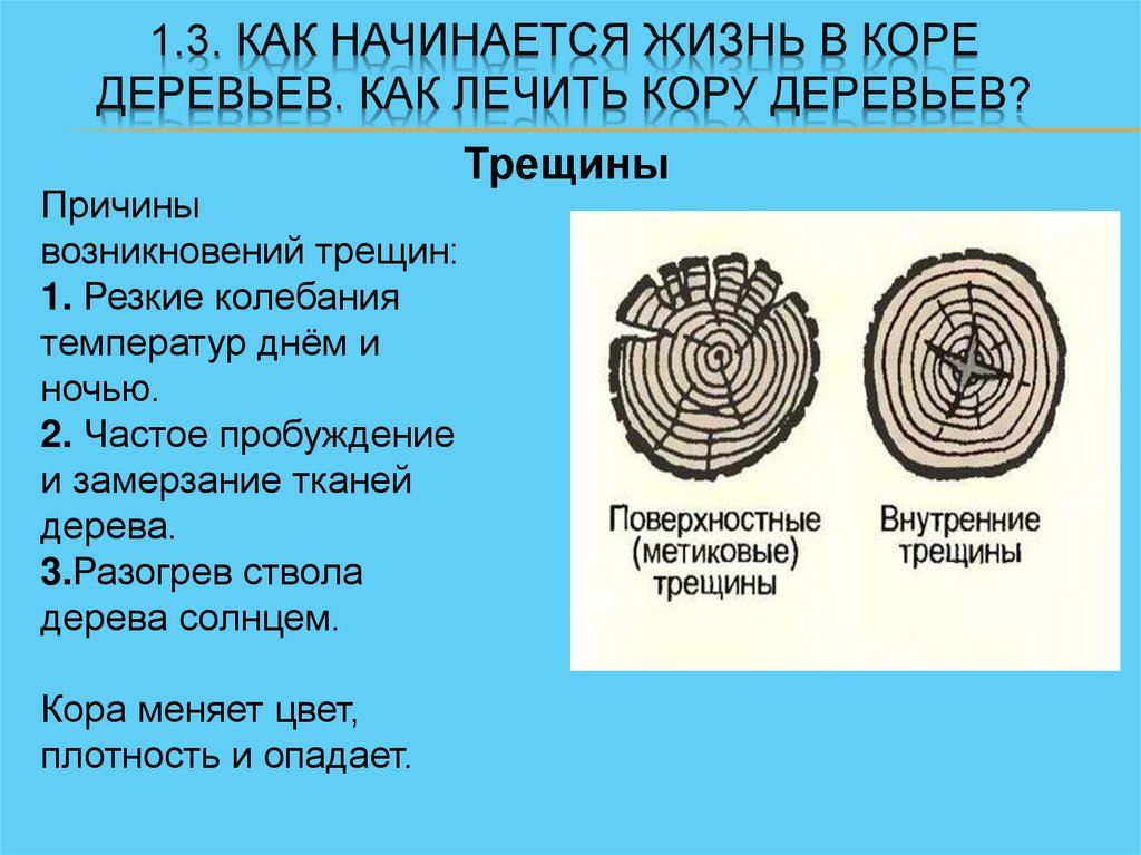 1.3. Как начинается жизнь в коре деревьев. Как лечить кору деревьев?