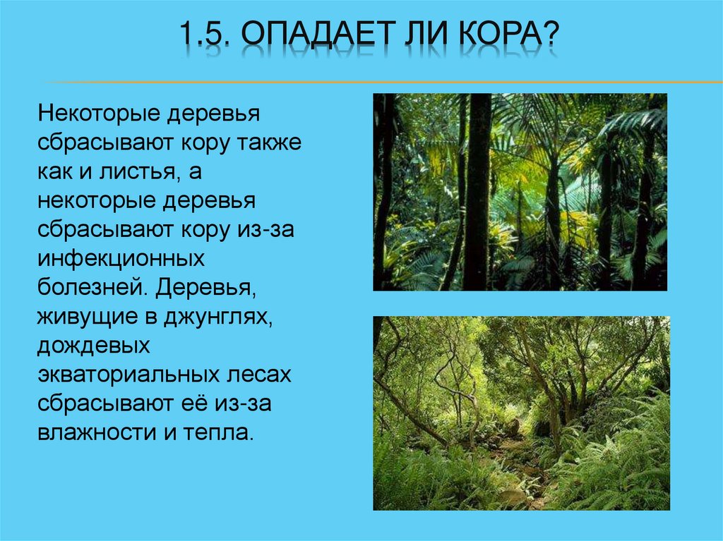1.5. Опадает ли кора?