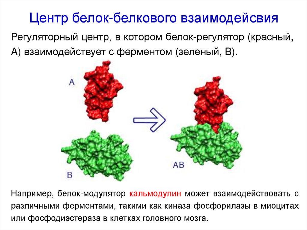 Белково белковые взаимодействия
