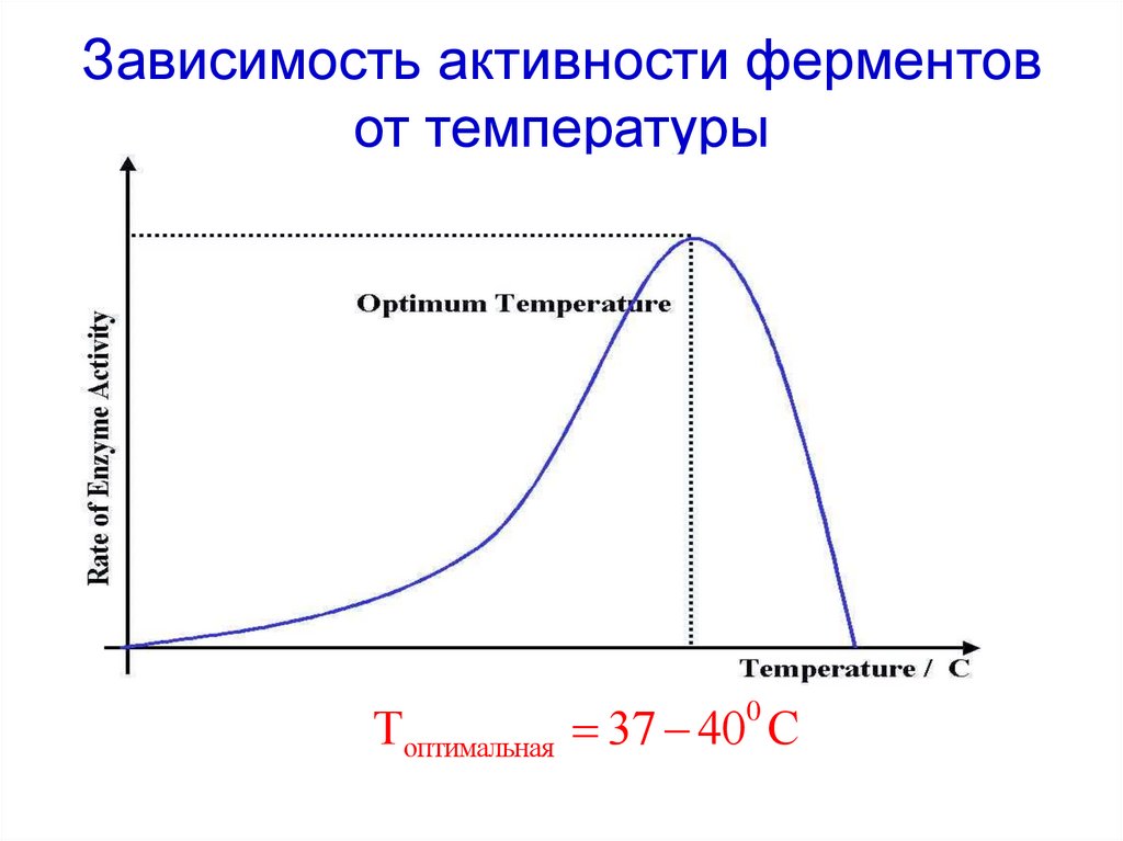 График зависимости фермента от температуры
