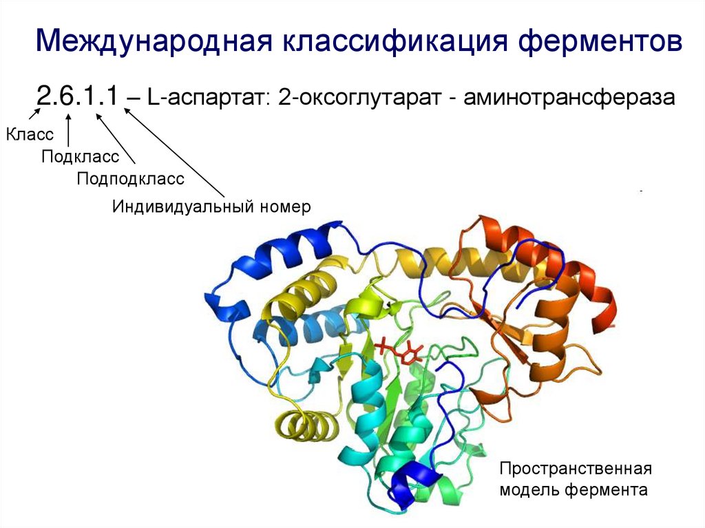 В синтезе белка участвуют ферменты. Амилаза природа фермента. Аминотрансфераза класс ферментов. Аспартат оксоглутарат аминотрансфераза. Характеристики аминотрансфераза фермент.