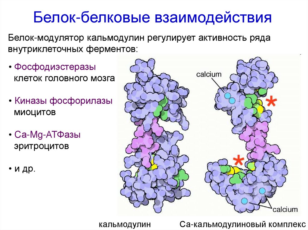 Белково белковые взаимодействия. Белковый комплекс. Белок-белковых взаимодействий. Какова химическая природа ферментов. Доказательства белковой природы ферментов.