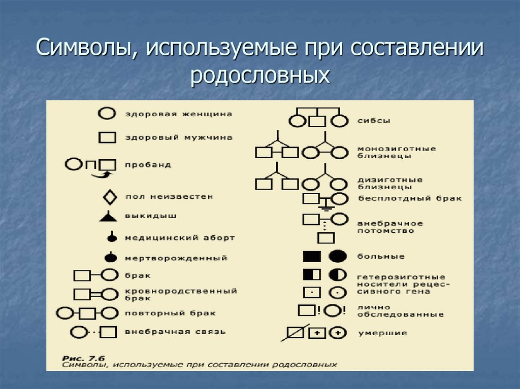 Как составить родословную семьи образец по генетике