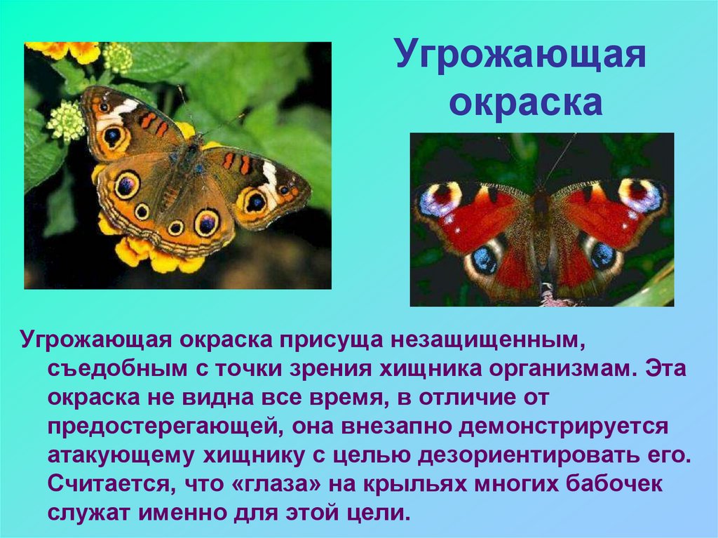 Приспособленность крапивницы. Угрожающая окраска. Предостерегающая окраска бабочки. Бабочки с предостерегающей окраской. Относительность предостерегающей окраски.