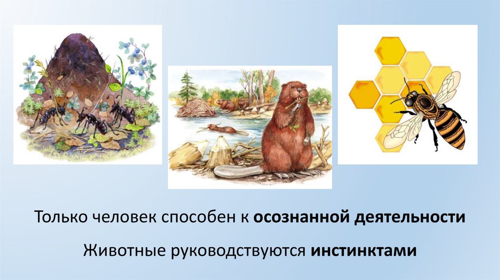 Только человек способен к осознанной деятельности