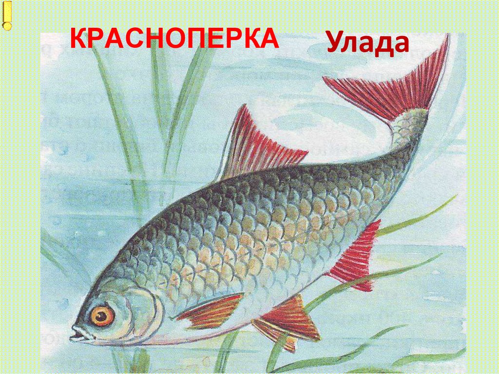 КРАСНОПЕРКА