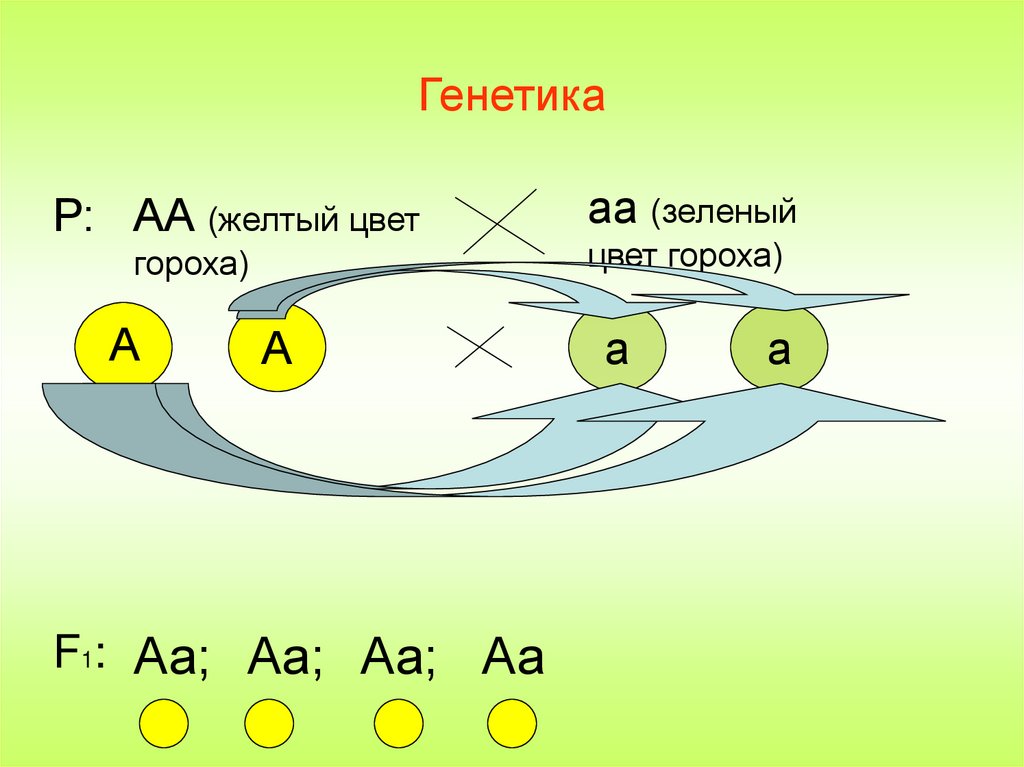 Презентация генетика 11 класс