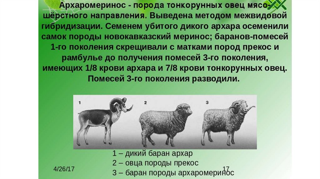 Основные признаки породы. Тонкорунные овцы меринос + дикий баран Архар = архаромеринос. Архаромеринос породы Баранов. Архаромеринос порода овец. Казахский архаромеринос порода овец.