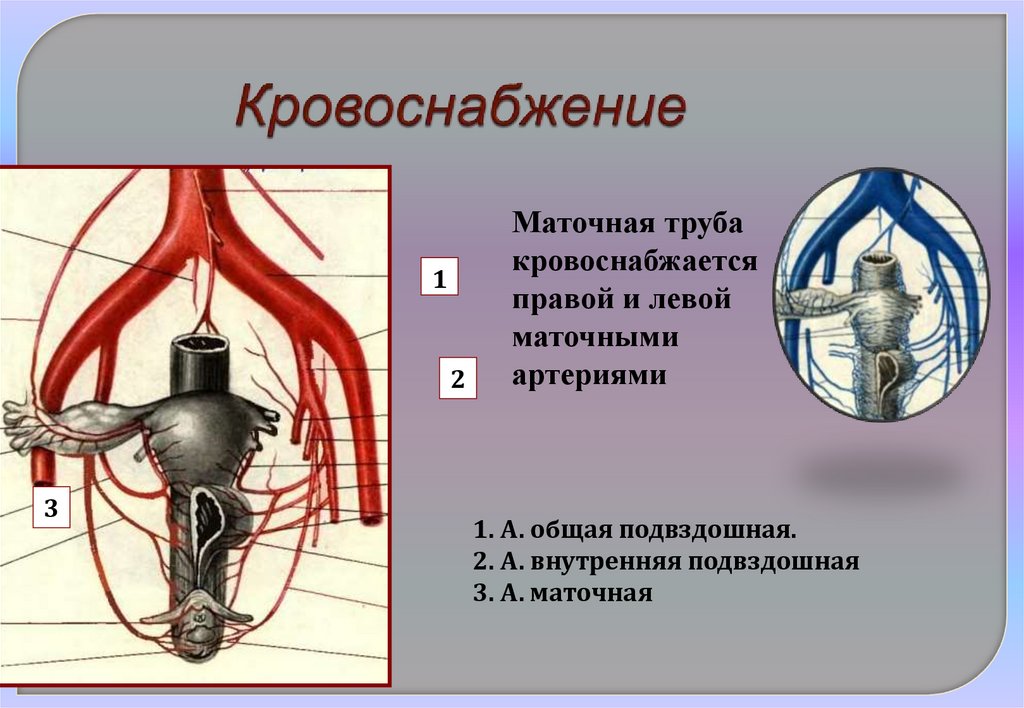 Морфофункциональная функция характеристики маточной трубы - презентация ...