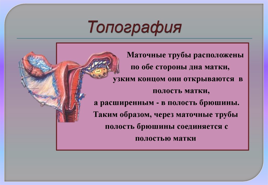 Топография