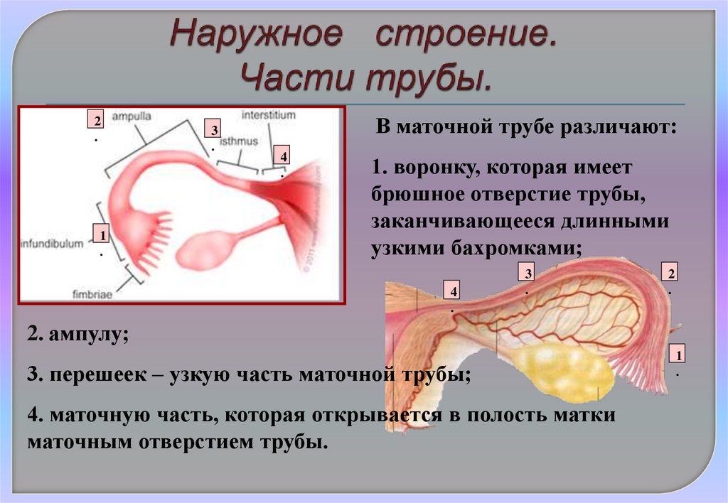 Морфофункциональная функция характеристики маточной трубы - презентация ...