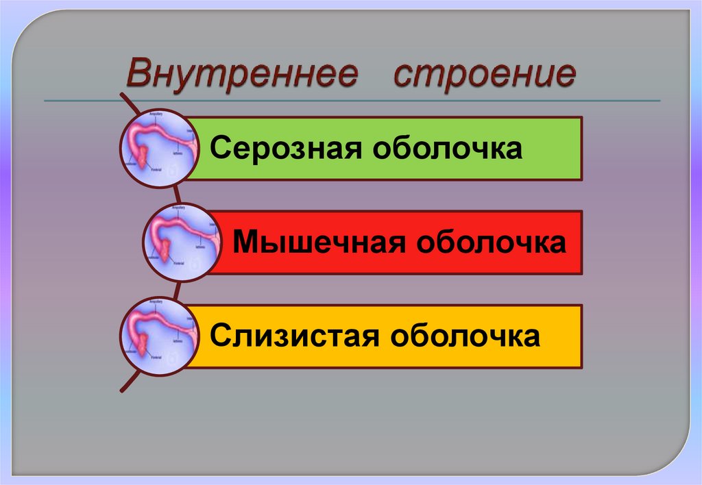 Внутреннее строение
