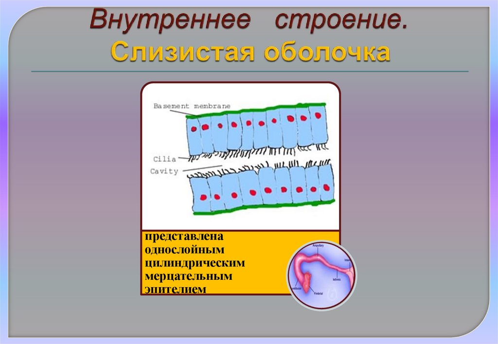Внутреннее строение. Слизистая оболочка