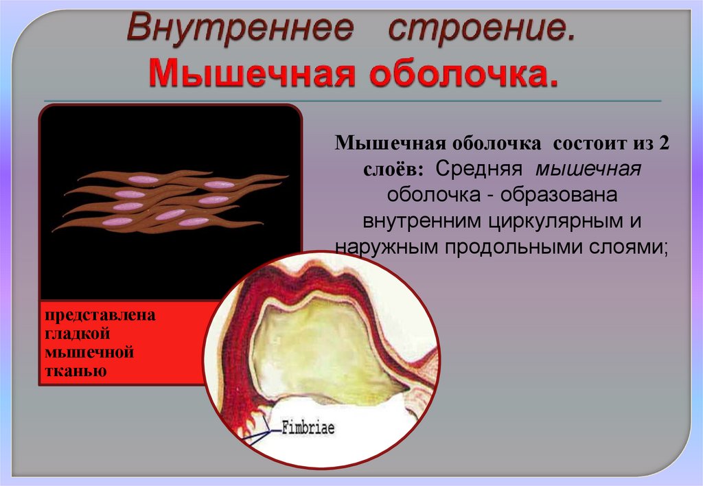 Внутреннее строение. Мышечная оболочка.