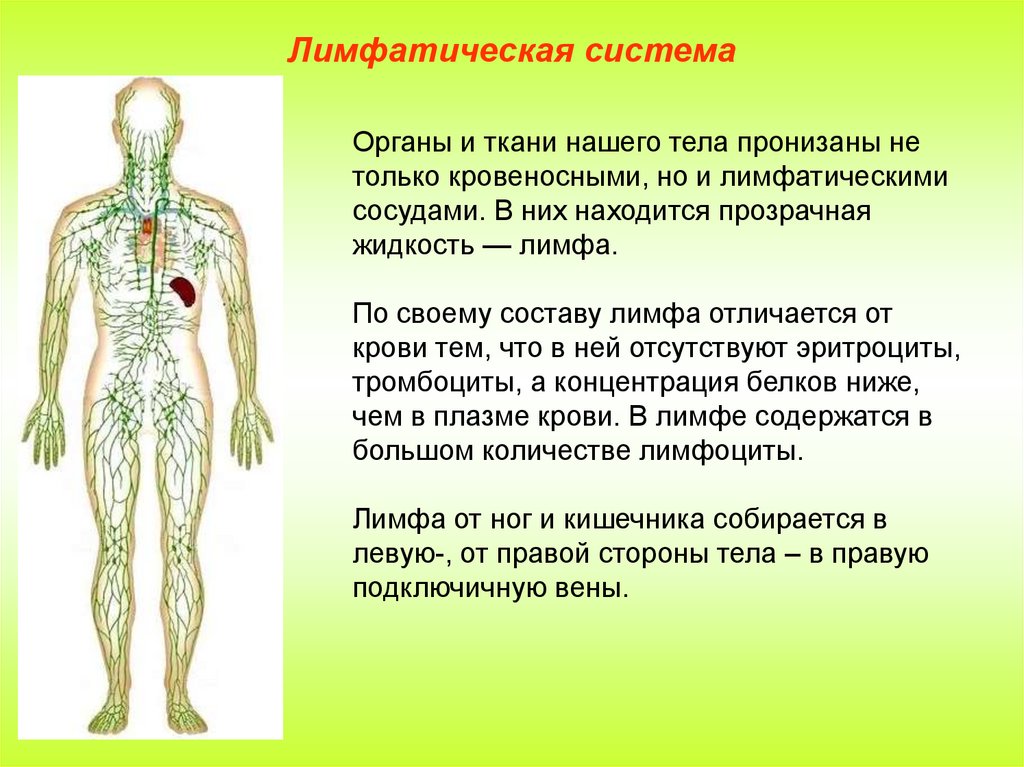 Как разогнать лимфу для похудения