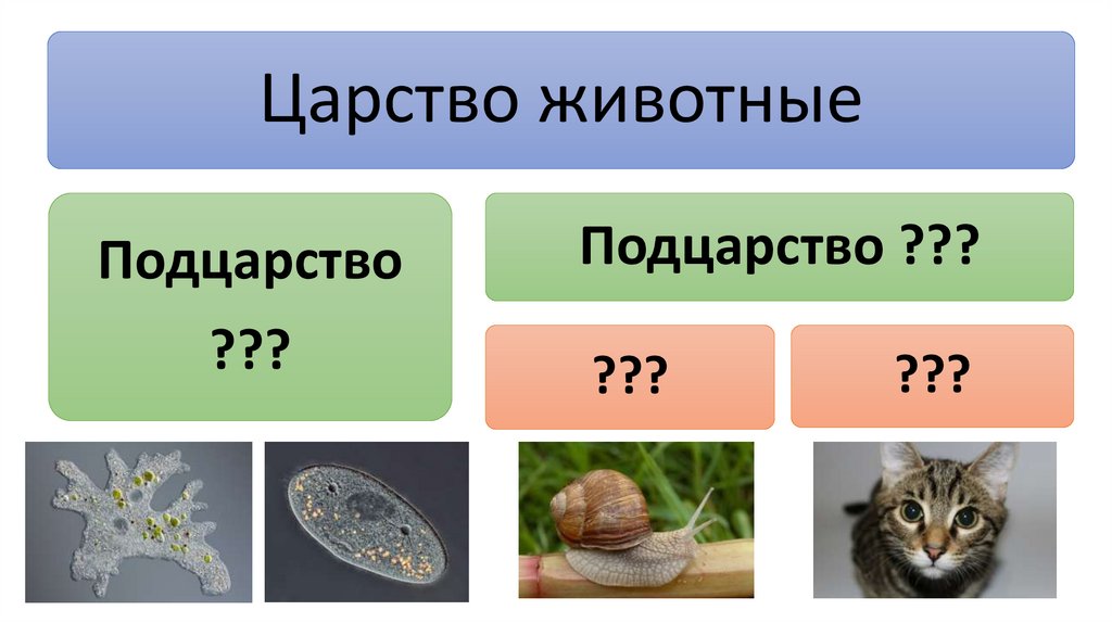 Тест среды обитания организмов 5 класс пасечник